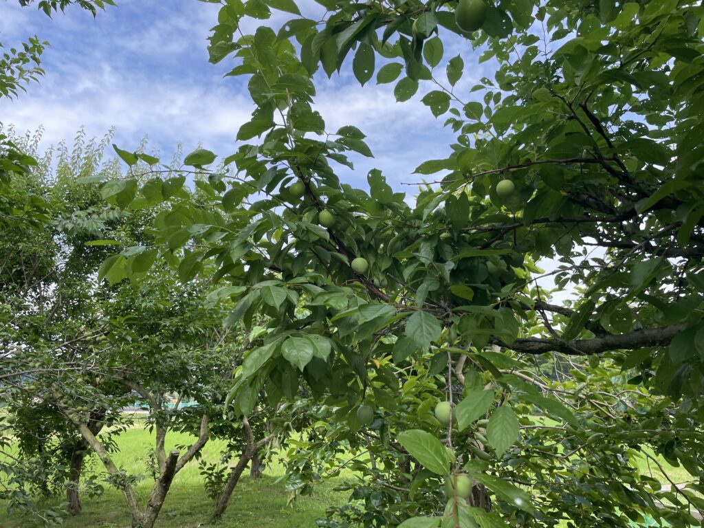 2025tree